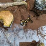 IMG_20230311_val borago-salamandra-foto claudio